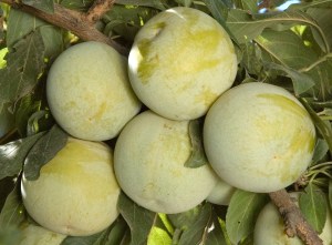 Flavor Queen Pluot